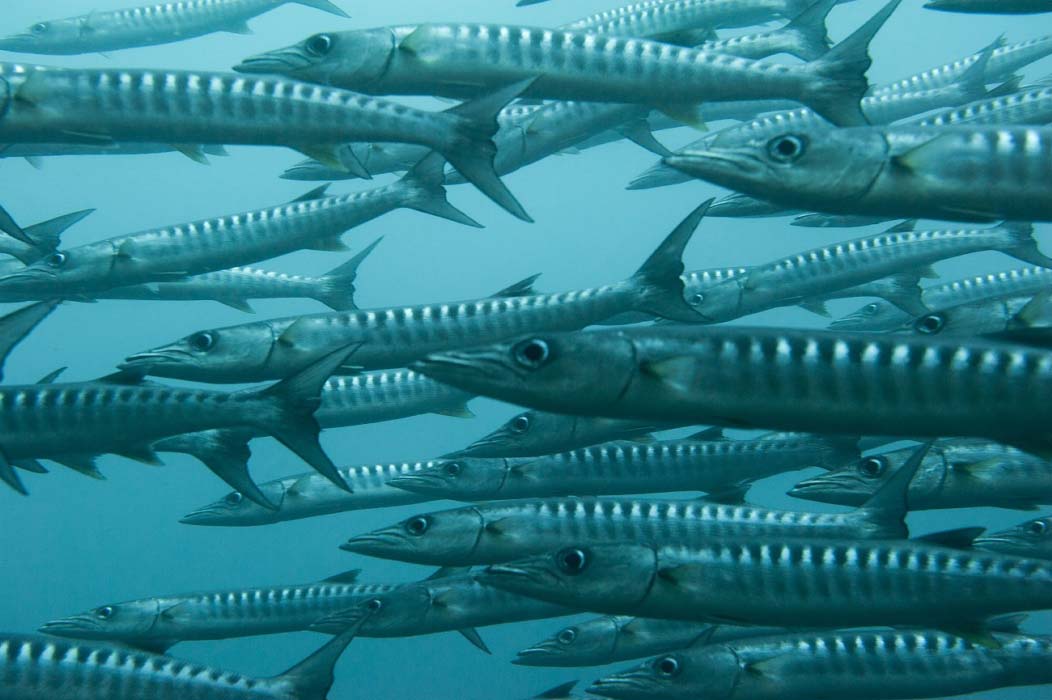 A massive, swirling school of Chevron barracudas forming a vortex, an iconic and breathtaking sight for scuba divers at Sipadan Island.
