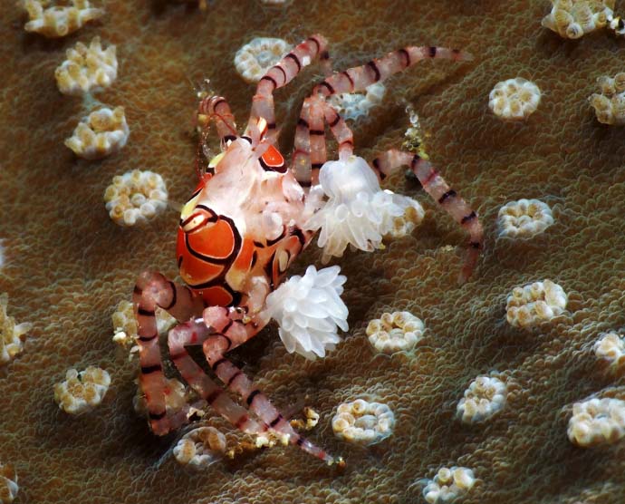 Tiny and rare pom-pom crab (or boxer crab) holding two stinging anemones in its claws, a prized find for macro photographers at Mabul island.