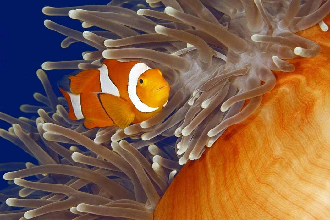 Vibrant clown anemonefish nestled safely within the tentacles of its host anemone, a classic underwater sight for divers in Mabul island.