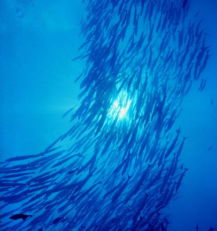 A massive, dense school of silver fish swimming in unison, a common and spectacular sight for divers in Sipadan's rich waters.