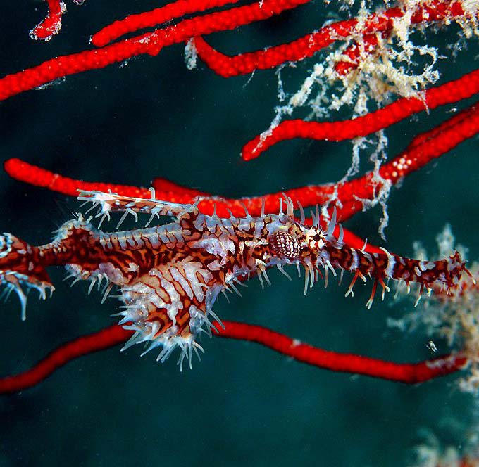 Well-camouflaged ornate ghost pipefish hiding amongst feather stars, a challenging and rewarding find for macro-focused scuba divers in Mabul.