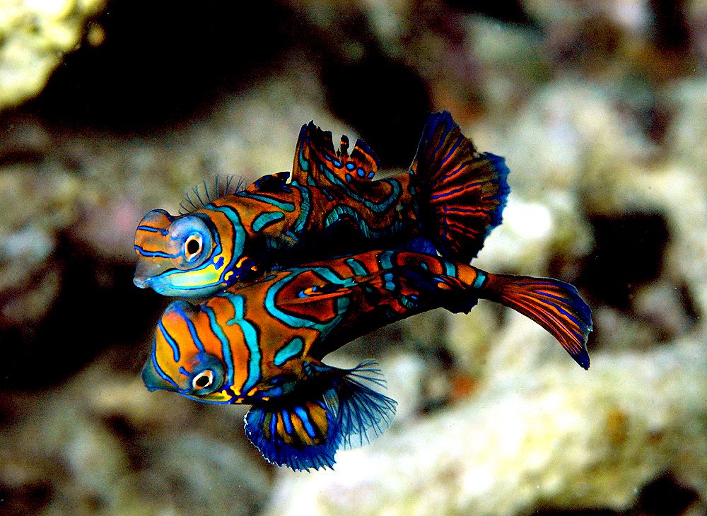 A beautiful pair of mandarinfish performing their famous mating ritual at dusk, a bucket-list sighting for divers at Mabul island Paradise dive site.