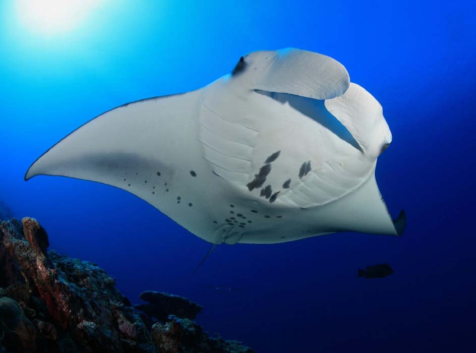 Majestic manta ray with its mouth open, filter-feeding as it glides gracefully through the deep blue water of Sipadan island.