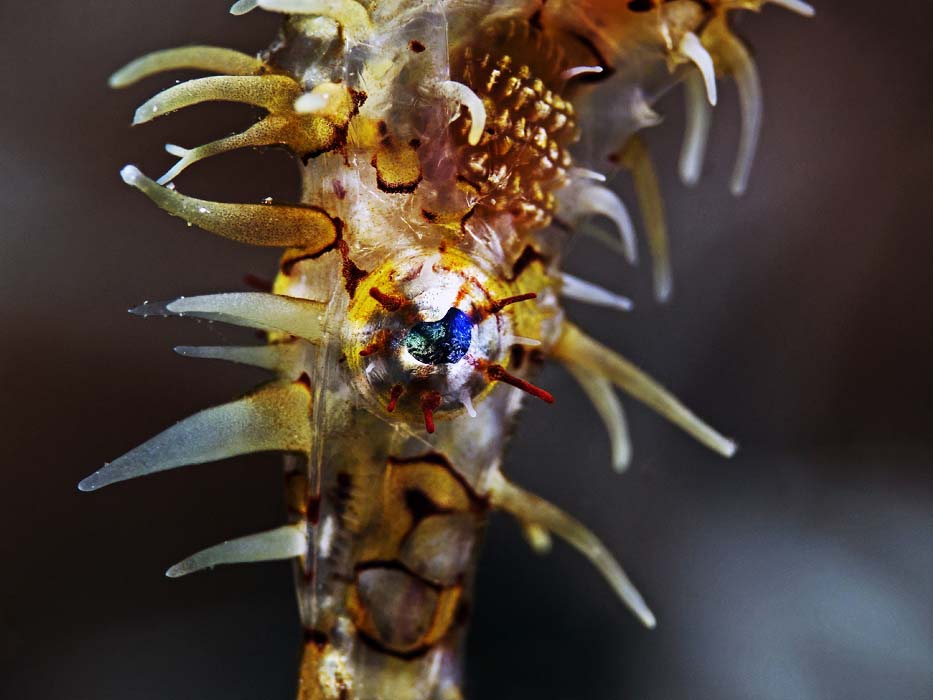 An incredible close-up of an ornate ghost pipefish, showcasing its intricate patterns and frills during a night dive at Mabul island.