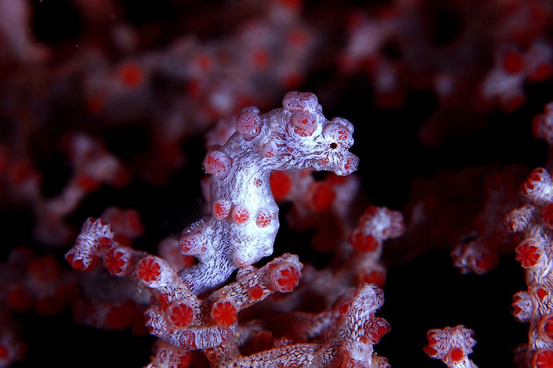 An incredible close-up of a Bargibant's pygmy seahorse, perfectly camouflaged amongst the pink polyps of its host gorgonian sea fan in Mabul.