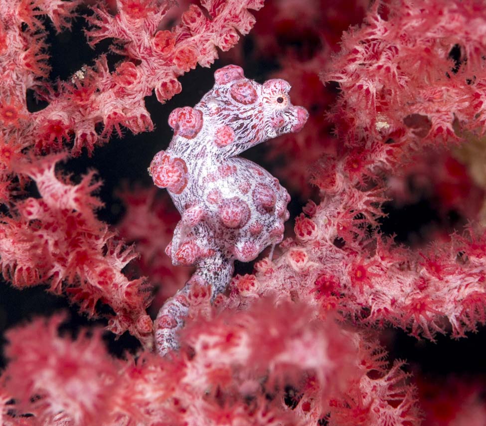 An incredible close-up of a Bargibant's pygmy seahorse, perfectly camouflaged amongst the pink polyps of its host gorgonian sea fan.