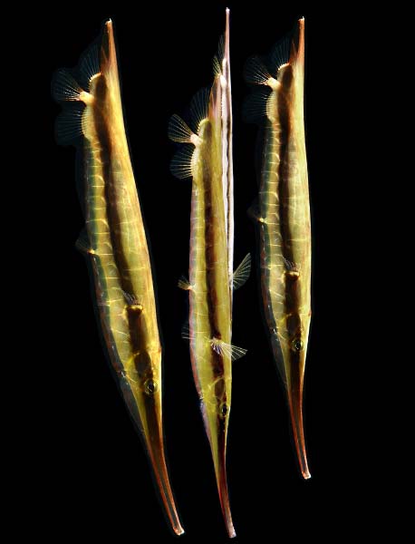 A pair of rigid shrimpfish (razorfish) swimming vertically during a night dive, showcasing their unique form and behavior near Mabul island.
