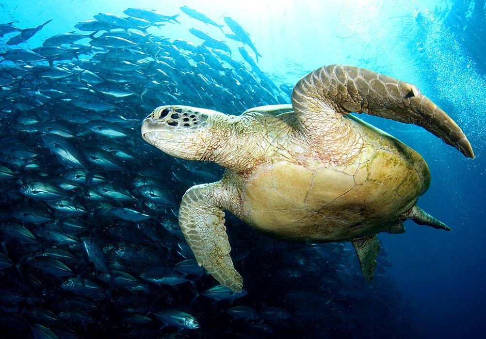 A majestic green sea turtle gliding effortlessly over a healthy coral reef in the warm tropical waters of Sipadan.