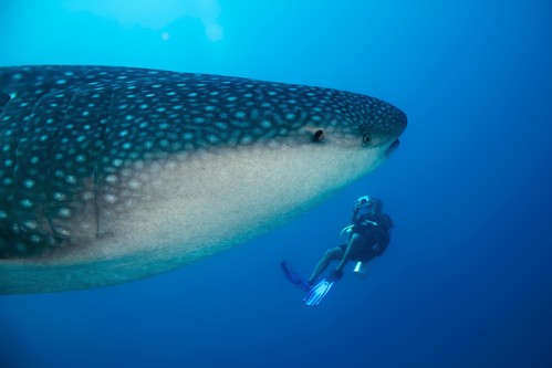 Scuba diver having a breathtaking, once-in-a-lifetime encounter with a massive whale shark in the open ocean.