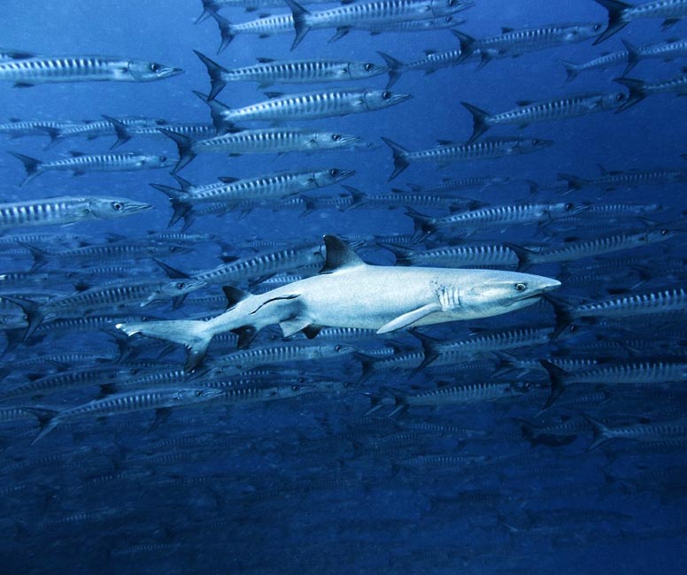 A pair of whitetip reef sharks patrolling the reef wall in front of a giant school of chevron barracudas at Sipadan.