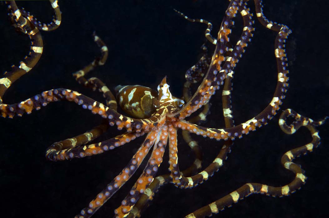 A rare and beautiful wonderpus octopus during a night dive with its striking white spots and stripes, a prized sighting for macro photographers and muck divers at Mabul island.