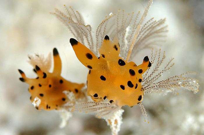 Rare nudibranch found near Mabul island.