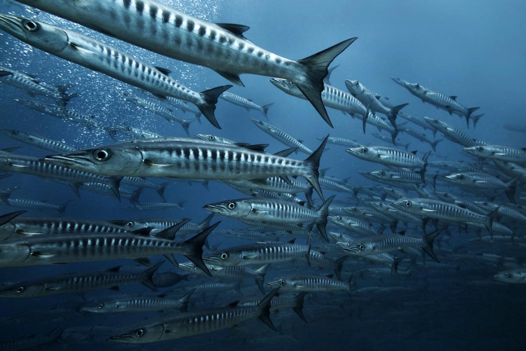 A dense wall of thousands of barracudas, a world-famous underwater spectacle at Barracuda Point and the Drop Off, Sipadan in the Coral triangle.