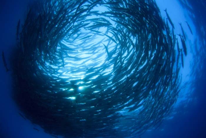A massive, swirling school of Chevron barracudas forming a vortex, an iconic and breathtaking sight for scuba divers at Sipadan Island.