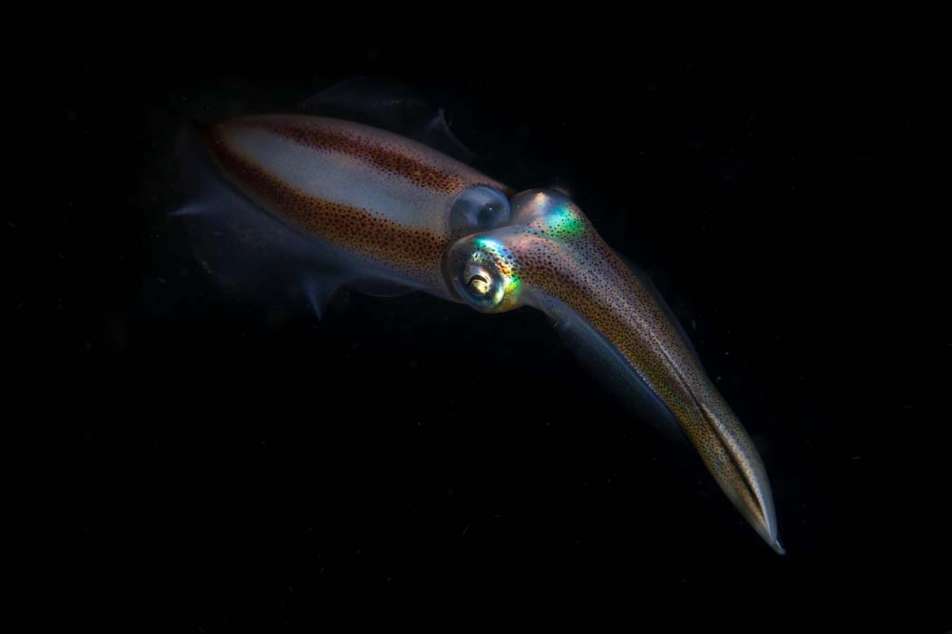 A pair of Bigfin Reef Squid displaying their beautiful, iridescent colors during a night dive, a magical underwater encounter.