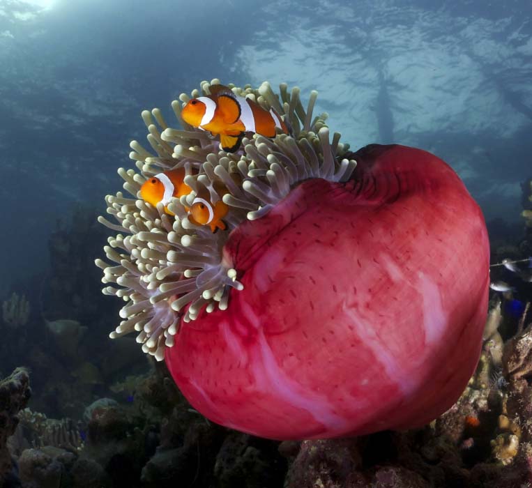 A family of clownfish nestled safely within the tentacles of their host anemone, a heartwarming underwater scene for Sipadan divers and snorkelers.