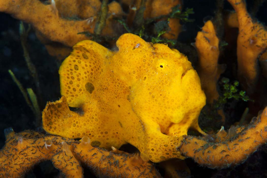 A giant frogfish perfectly camouflaged amongst yellow sponges on the reef, a fantastic find for divers in Mabul Island.