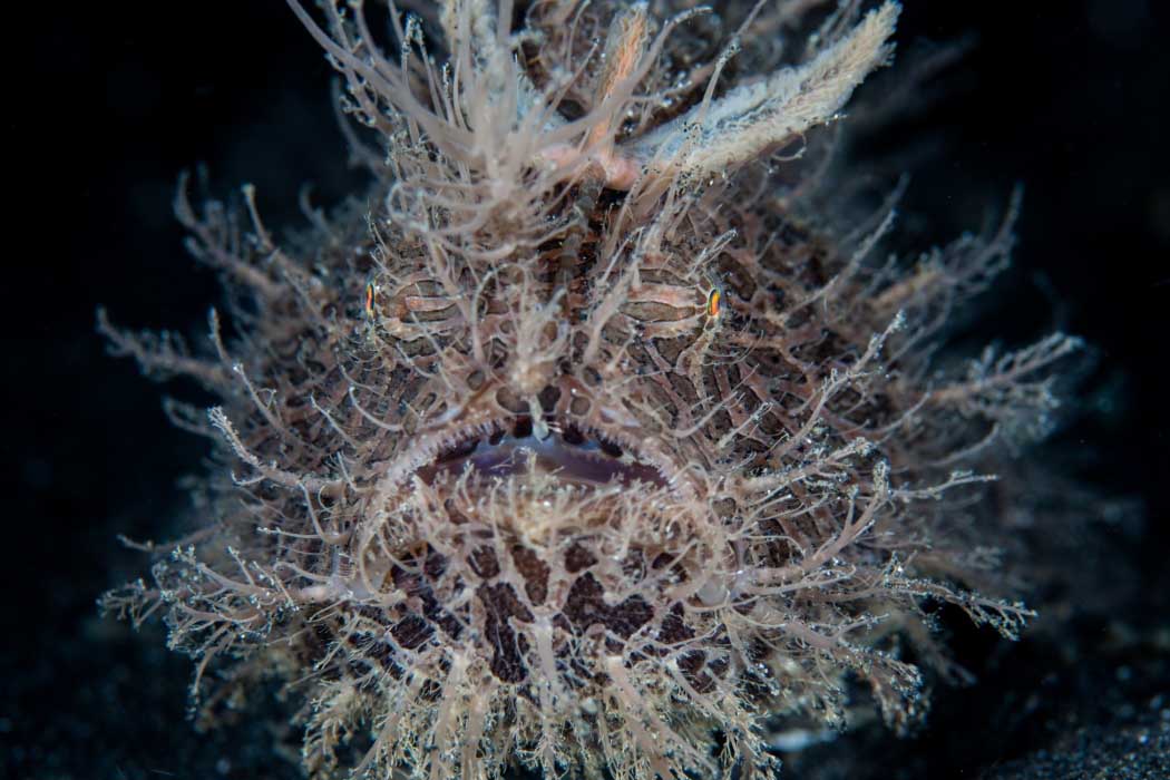 A close-up of a hairy frogfish during a night dive, its unique texture providing perfect camouflage among the algae and corals of Mabul's dive sites.