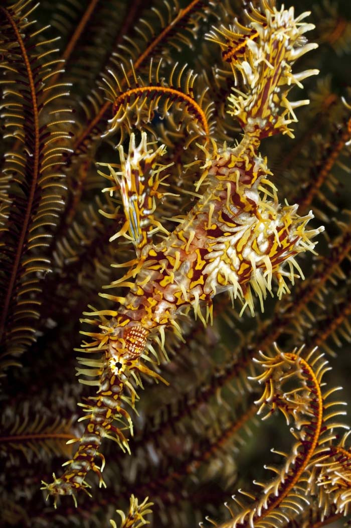 Well-camouflaged ornate ghost pipefish hiding amongst feather stars, a challenging and rewarding find for macro-focused scuba divers in Mabul.