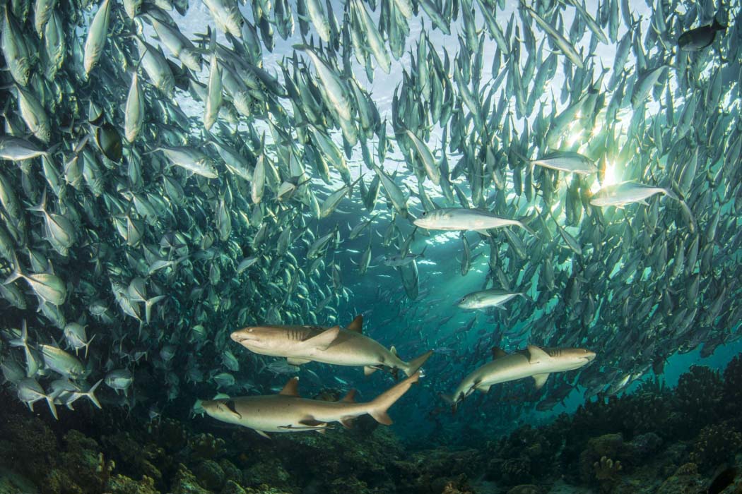 Scuba diver completely enveloped by a massive, swirling school of silver jackfish, a breathtaking underwater experience while diving at Sipadan.