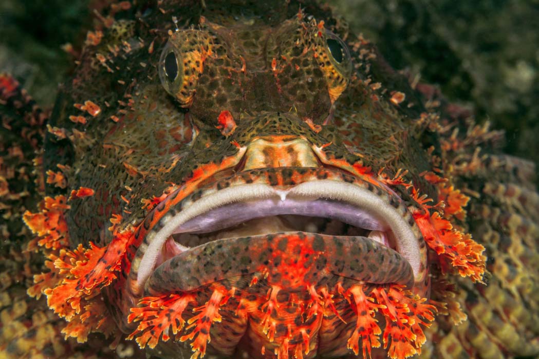 A perfectly camouflaged scorpionfish resting on the reef, a master of disguise for keen-eyed divers to spot in the waters of Mabul island.