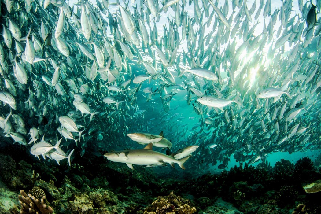 A whitetip reef shark swims gracefully through a massive school of thousands of barracudas, a thrilling and iconic moment at Sipadan Island.