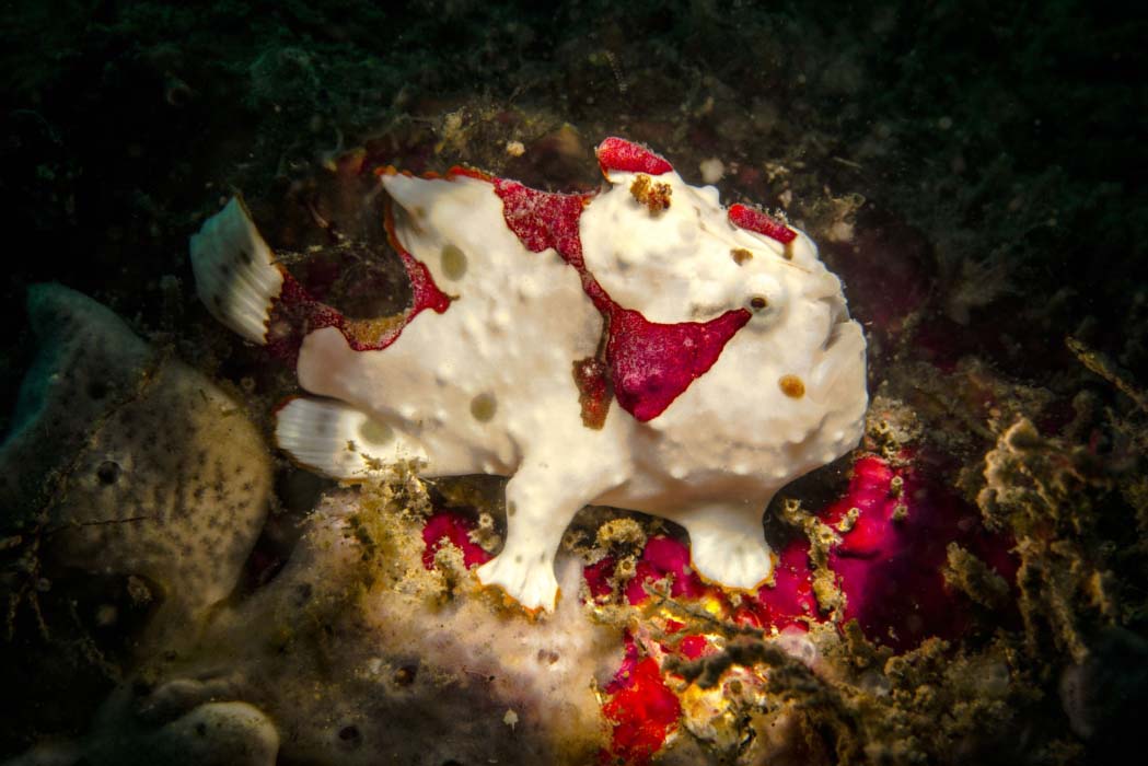 A rare white giant frogfish perfectly camouflaged amongst white sponges, a fantastic find for divers in Mabul Island.