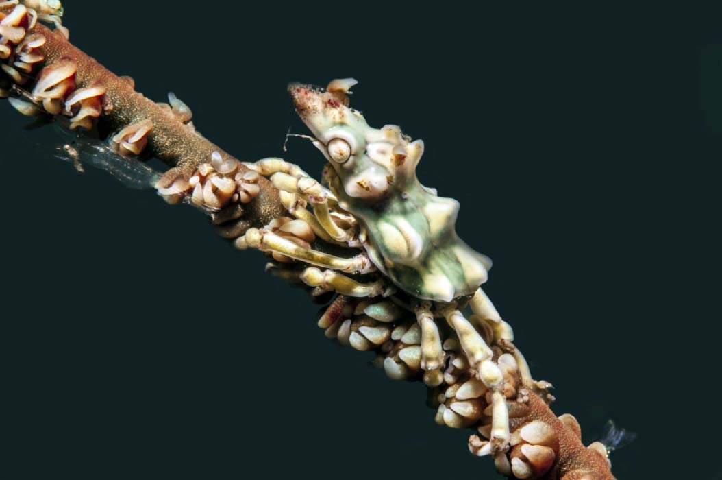 An incredibly tiny and rare Xeno crab, perfectly camouflaged on a piece of wire coral, a true prize for macro photographers at Mabul island.