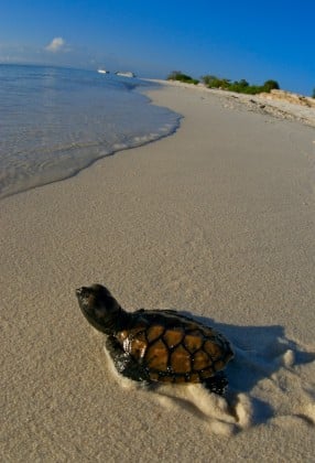 Adorable baby sea turtle hatchling making its first journey across the sand to the sea, a key conservation moment at Lankayan Island Resort.