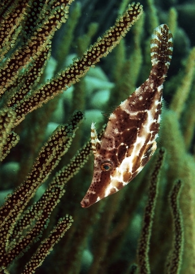 A close-up of a filefish, showcasing its unique texture and diamond-shaped pattern, a common sight on the reefs around Mabul.