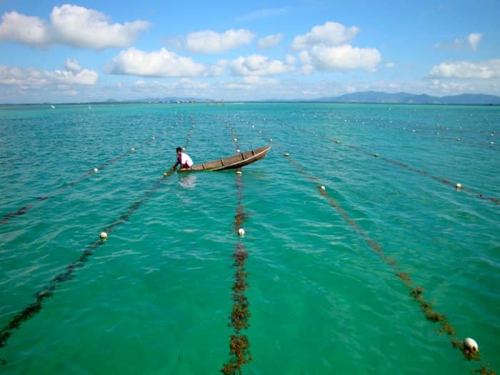 Local workers harvesting seaweed at a farm in the shallow waters off Semporna, an important part of the local Sabah economy.