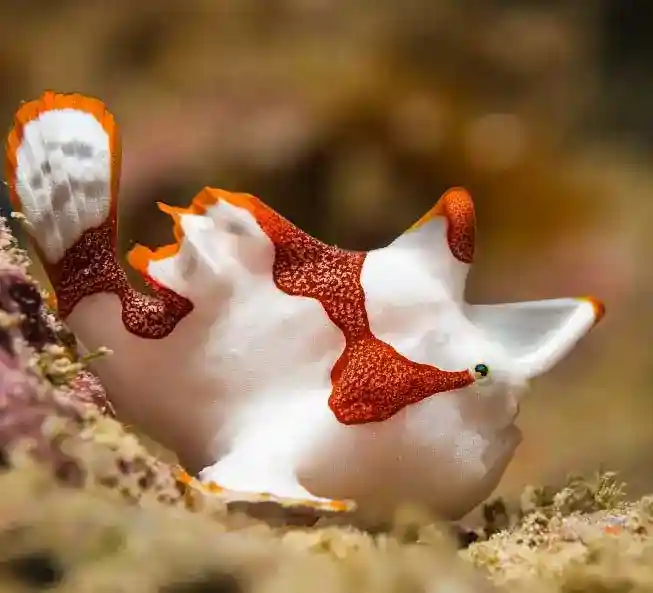 Warty frogfish, also known as a clown frogfish, perfectly camouflaged on a colorful sponge, a prized find for muck diving enthusiasts at Mabul island.