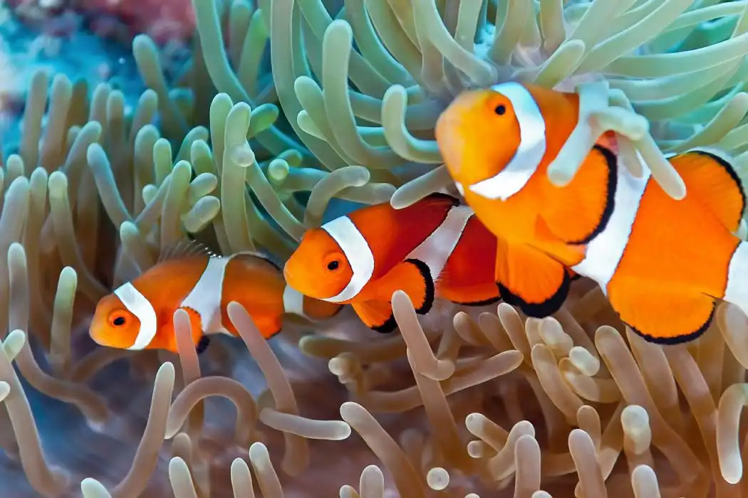 A pair of bright orange clownfish peeking out from the soft corals of a vibrant reef, showcasing the rich biodiversity of Mabul island in the Coral Triangle.