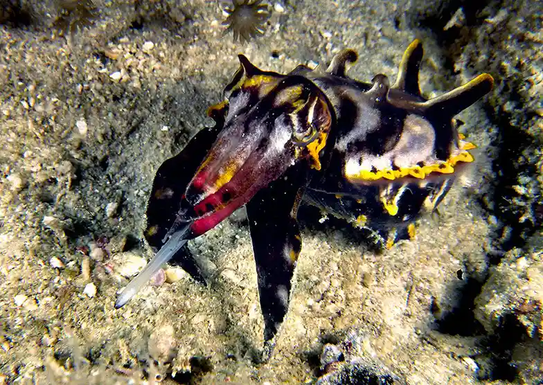 Vibrant and rare flamboyant cuttlefish walking along the seabed, showcasing its incredible changing colors to underwater photographers.