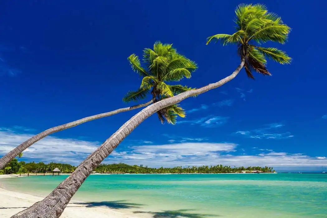 Two tall coconut palm trees on Mabul tropical island, with their fronds against the blue sky and above a white sand beach and turtqoise lagoon waters.