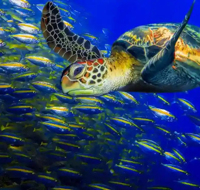 A huge sea turtle swimming alongside a a school of fish, representing the incredible marine encounters available on a Sipadan diving holiday.