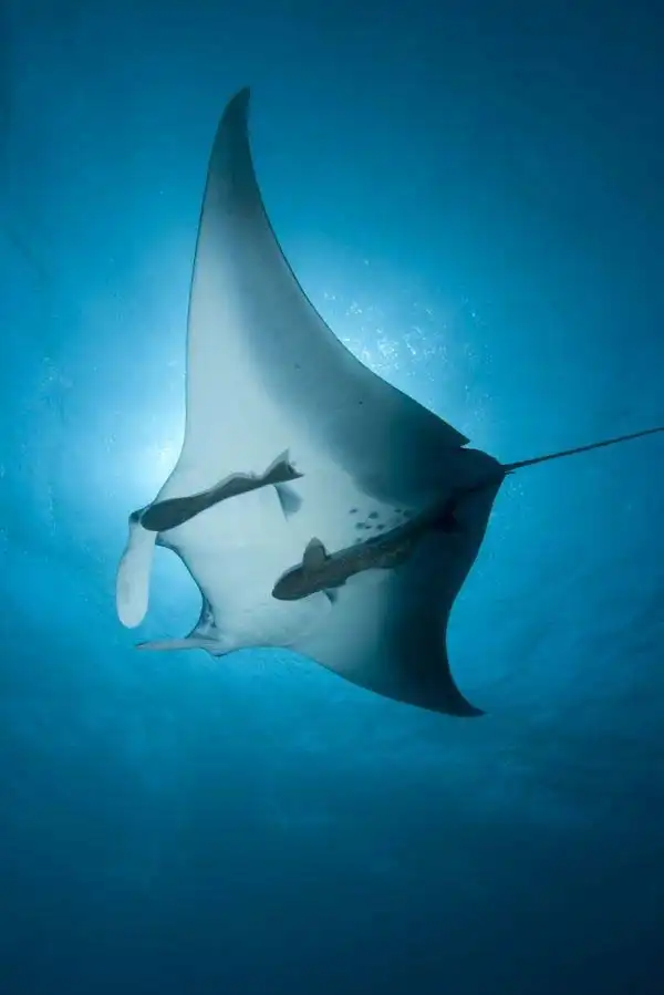 Manta ray silhouetted against the bright sun as it soars elegantly through the water column near Sipadan island, a breathtaking sight for divers.